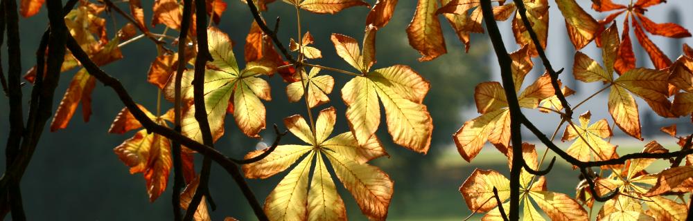 Billede af blade i efterårsfarver