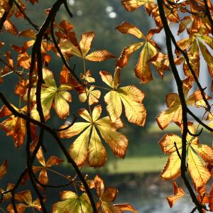 Billede af blade i efterårsfarver