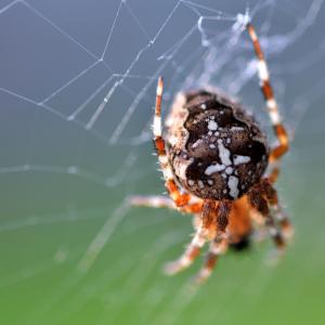 Billede af en korsedderkop i sit spind