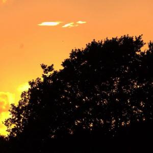 Solnedgang med træ i silhuet - fotograf Allan Gade